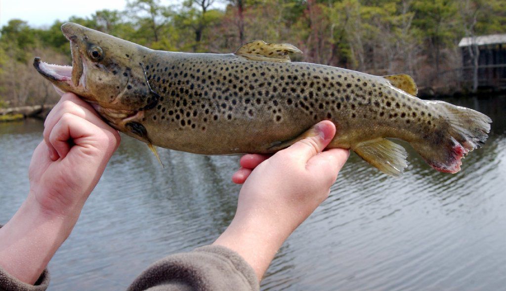 Trout season 2004